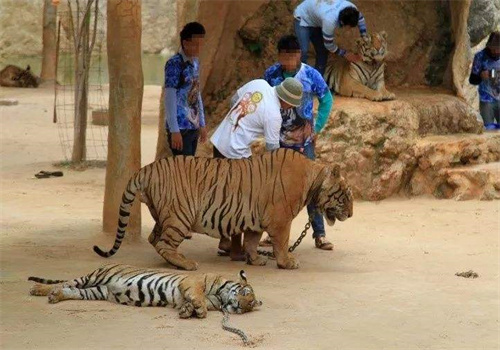 老虎游旅游